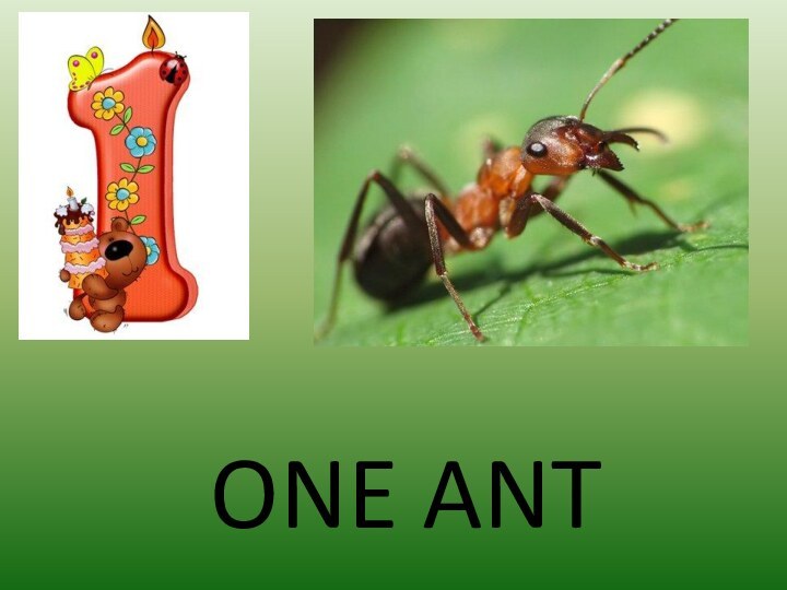 ONE ANT