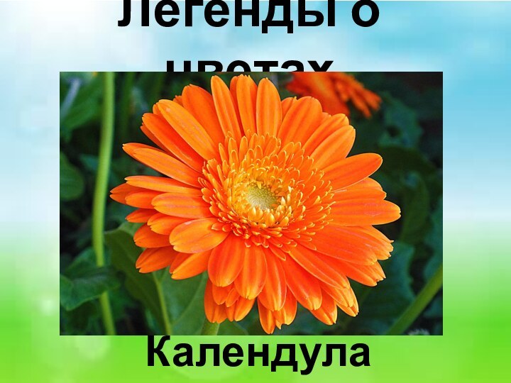 Легенды о цветах Календула