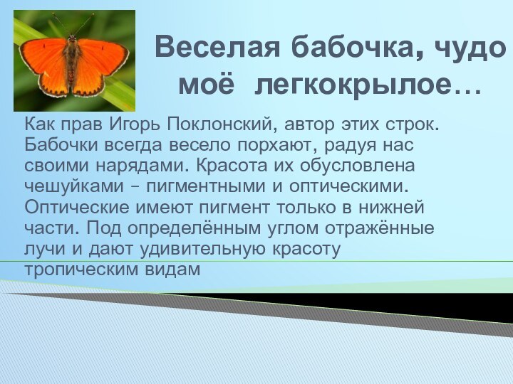 Веселая бабочка, чудо моё легкокрылое…Как прав Игорь Поклонский, автор этих строк. Бабочки