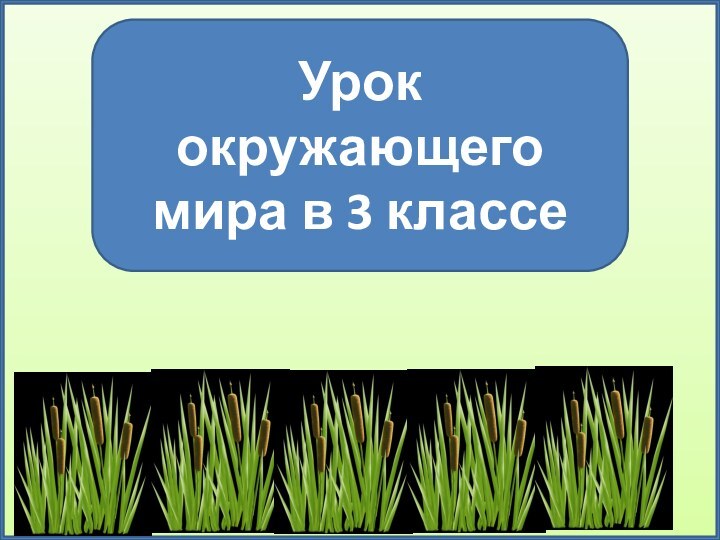 Урок окружающего мира в 3 классе