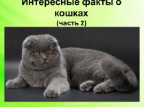Презентация Интересные факты о кошках, (часть 2)
