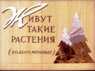 Презентация Живут такие растения (голосеменные)