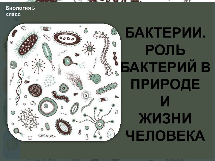 БАКТЕРИИ.РОЛЬ БАКТЕРИЙ В ПРИРОДЕ И ЖИЗНИ ЧЕЛОВЕКАБиология 5 класс