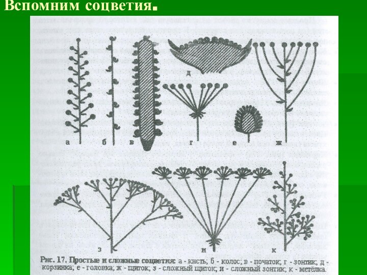 Вспомним соцветия.