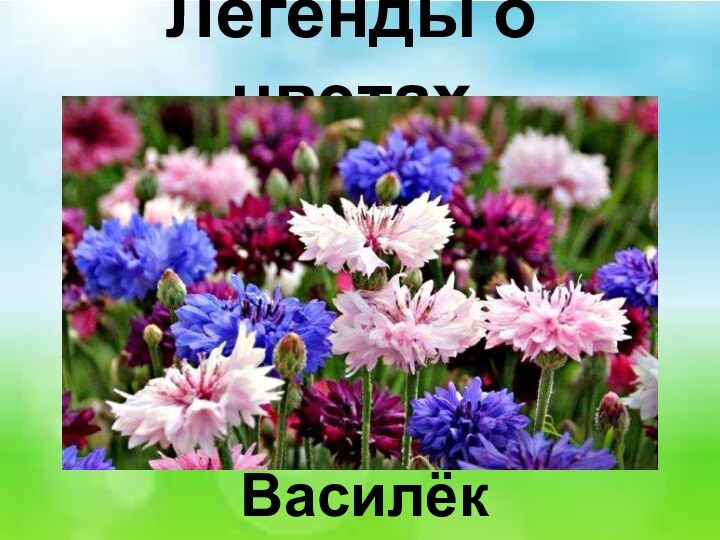 Легенды о цветах Василёк