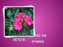 Презентация Отпустите нас на лето в огород Пеларгония зональная, или герань