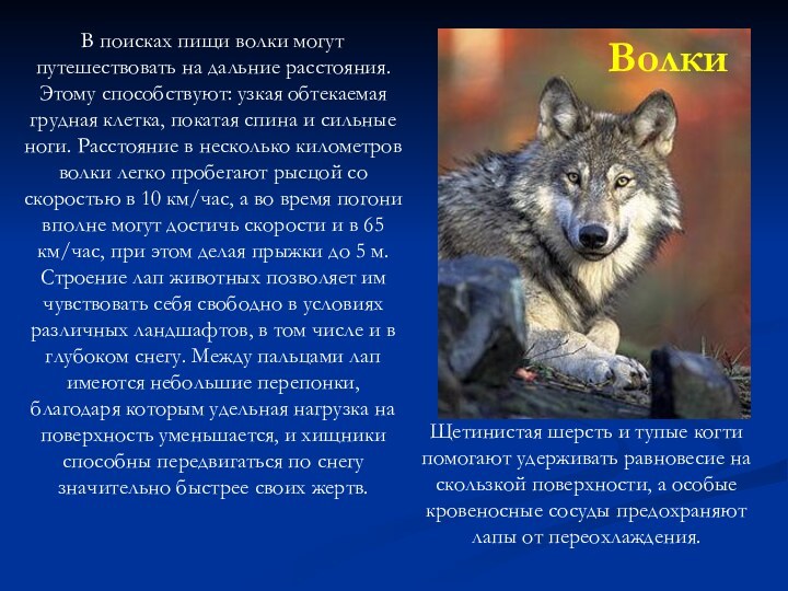 Волки   В поисках пищи волки могут путешествовать на дальние расстояния.