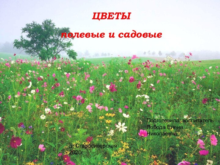 ЦВЕТЫ  полевые и садовыеПодготовила: воспитатель Лобода Елена Николаевнад. Старосиверская2020г