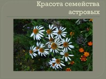 Презентация Красота семейства астровых