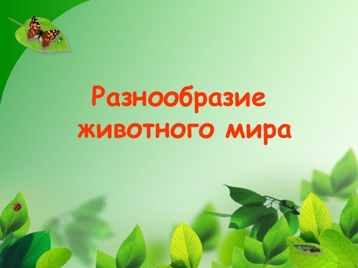 Разнообразие  животного мира