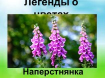 Презентация Легенды о цветах. Наперстнянка