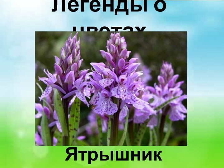 Легенды о цветах Ятрышник