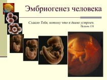 Презентация Эмбриогенез человека