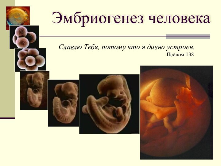 Эмбриогенез человекаСлавлю Тебя, потому что я дивно устроен.Псалом 138