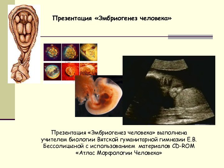 Презентация «Эмбриогенез человека» выполнена учителем биологии Вятской гуманитарной гимназии Е.В.Бессолицыной с использованием