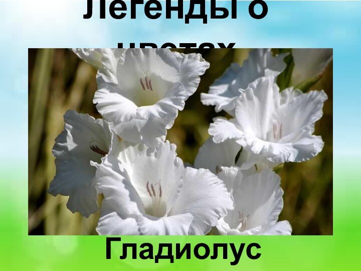 Легенды о цветах Гладиолус