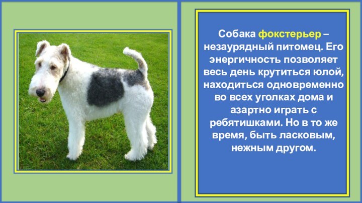 Собака фокстерьер – незаурядный питомец. Его энергичность позволяет весь день крутиться юлой,