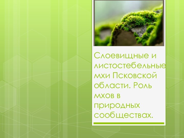 Слоевищные и листостебельные мхи Псковской области. Роль мхов в природных сообществах.