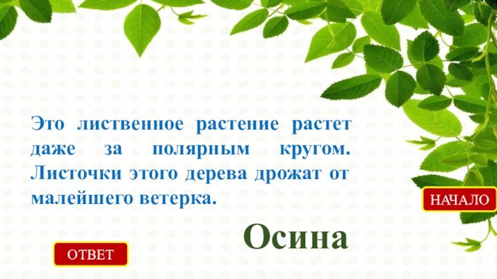 ОТВЕТОсинаНАЧАЛОЭто лиственное растение растет даже за полярным кругом. Листочки этого дерева дрожат от малейшего ветерка.