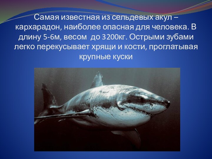 Самая известная из сельдевых акул – кархарадон, наиболее опасная для человека. В