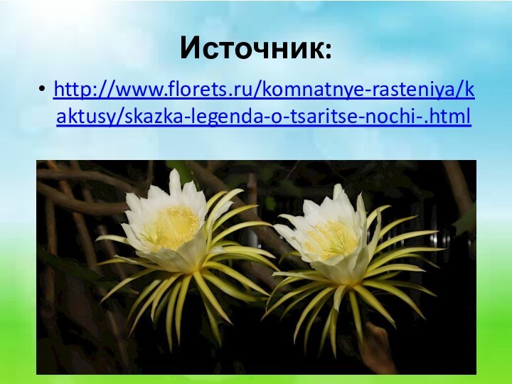 Источник:http://www.florets.ru/komnatnye-rasteniya/kaktusy/skazka-legenda-o-tsaritse-nochi-.html