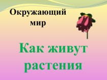 Презентация Как живут растения?