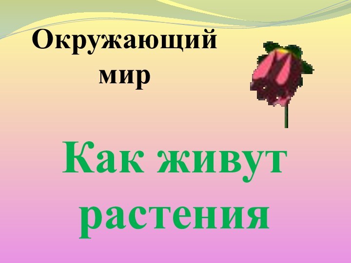 Окружающий мирКак живут растения