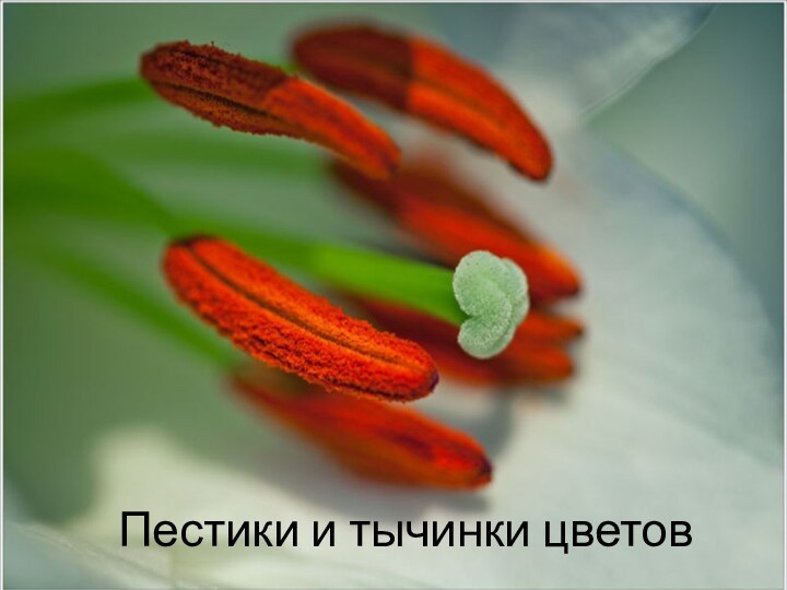 Пестики и тычинки цветов