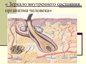 Презентация к уроку по теме Строение и значение кожи