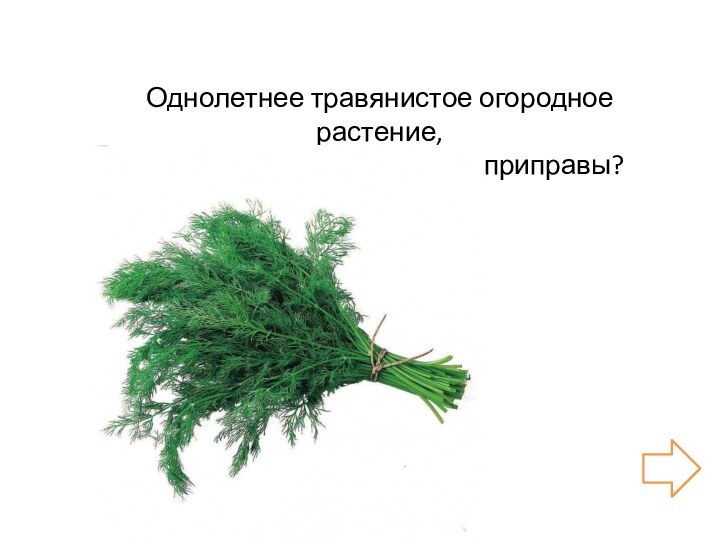 Однолетнее травянистое огородное растение, употребляемое в качестве приправы?