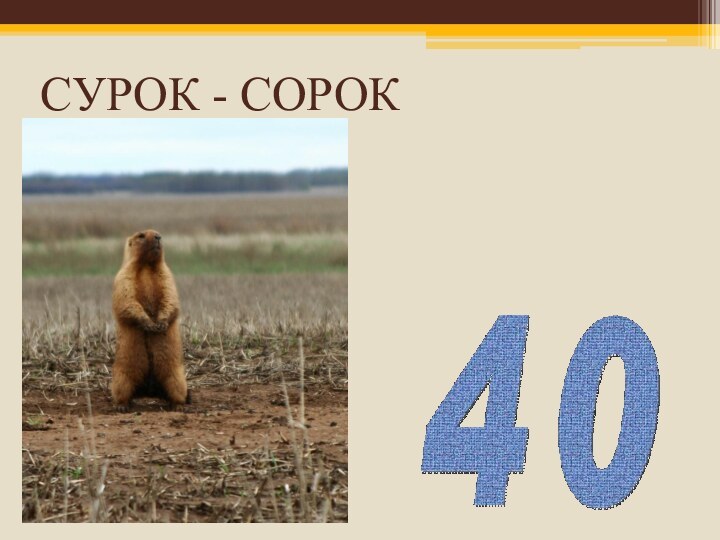 СУРОК - СОРОК