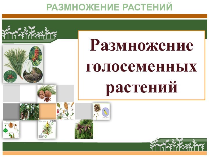 Размножение голосеменных растенийУрок №26