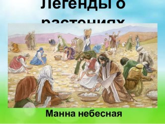 Презентация Легенды о растениях. Манна небесная