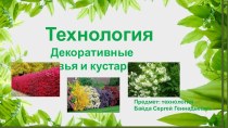 Презентация технология Декоративные деревья и кустарники