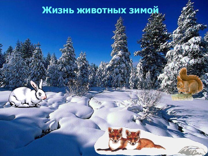 Жизнь животных зимой