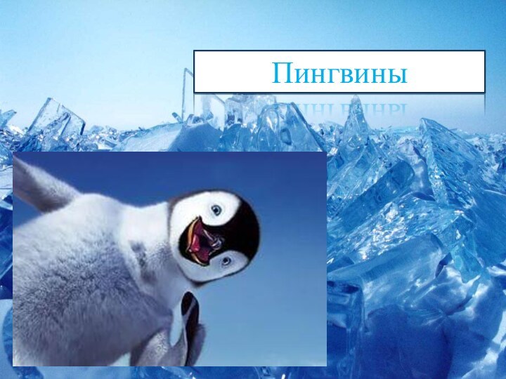 Пингвины