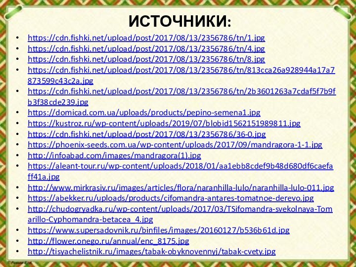 ИСТОЧНИКИ:https://cdn.fishki.net/upload/post/2017/08/13/2356786/tn/1.jpghttps://cdn.fishki.net/upload/post/2017/08/13/2356786/tn/4.jpghttps://cdn.fishki.net/upload/post/2017/08/13/2356786/tn/8.jpghttps://cdn.fishki.net/upload/post/2017/08/13/2356786/tn/813cca26a928944a17a7873599c43c2a.jpghttps://cdn.fishki.net/upload/post/2017/08/13/2356786/tn/2b3601263a7cdaf5f7b9fb3f38cde239.jpghttps://domicad.com.ua/uploads/products/pepino-semena1.jpghttps://kustroz.ru/wp-content/uploads/2019/07/blobid1562151989811.jpghttps://cdn.fishki.net/upload/post/2017/08/13/2356786/36-0.jpghttps://phoenix-seeds.com.ua/wp-content/uploads/2017/09/mandragora-1-1.jpghttp://infoabad.com/images/mandragora(1).jpghttps://aleant-tour.ru/wp-content/uploads/2018/01/aa1ebb8cdef9b48d680df6caefaff41a.jpghttp://www.mirkrasiv.ru/images/articles/flora/naranhilla-lulo/naranhilla-lulo-011.jpghttps://abekker.ru/uploads/products/cifomandra-antares-tomatnoe-derevo.jpghttp://chudogryadka.ru/wp-content/uploads/2017/03/TSifomandra-svekolnaya-Tomarillo-Cyphomandra-betacea_4.jpghttps://www.supersadovnik.ru/binfiles/images/20160127/b536b61d.jpghttp://flower.onego.ru/annual/enc_8175.jpghttp://tisyachelistnik.ru/images/tabak-obyknovennyj/tabak-cvety.jpg