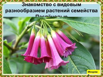 Презентация Знакомство с видовым разнообразием растений семейства Пасленовые