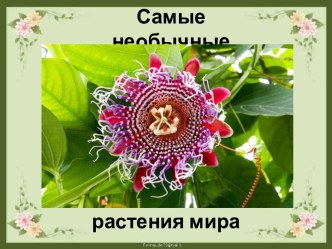 Презентация Самые необычные растения мира