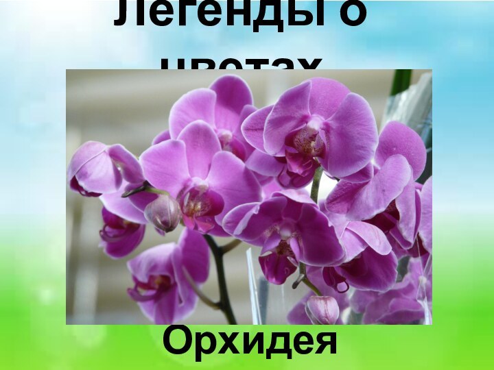 Легенды о цветах Орхидея