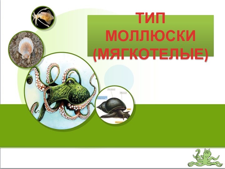 ТИП МОЛЛЮСКИ (МЯГКОТЕЛЫЕ)