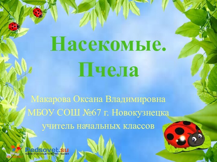 Насекомые.  ПчелаМакарова Оксана ВладимировнаМБОУ СОШ №67 г. Новокузнецкаучитель начальных классов