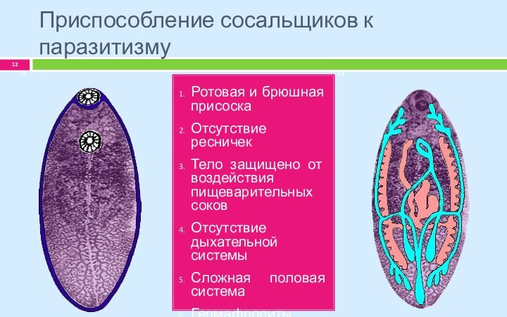 Приспособление сосальщиков к паразитизмуРотовая и брюшная присоскаОтсутствие ресничекТело защищено от воздействия пищеварительных