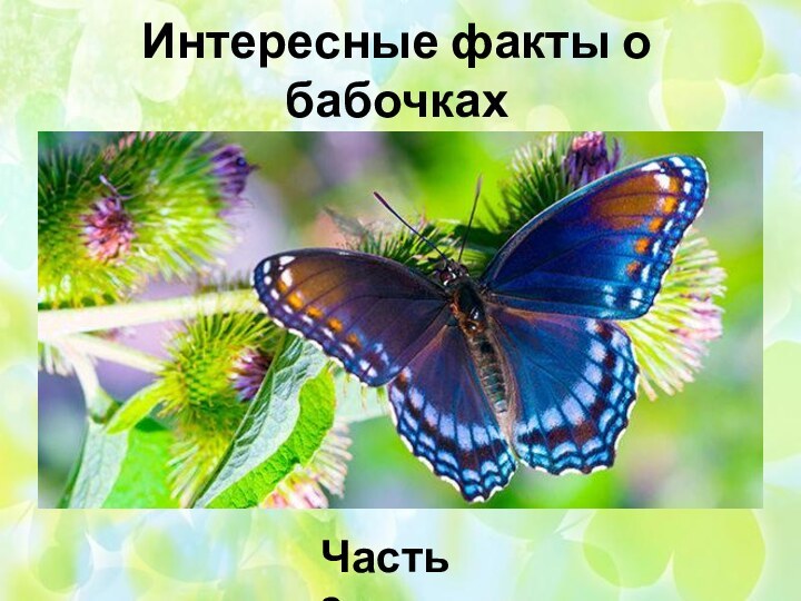 Интересные факты о бабочкахЧасть 2