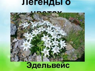 Презентация Легенды о цветах. Эдельвейс