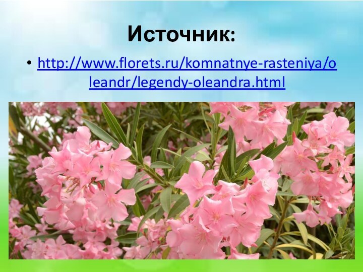 Источник:http://www.florets.ru/komnatnye-rasteniya/oleandr/legendy-oleandra.html