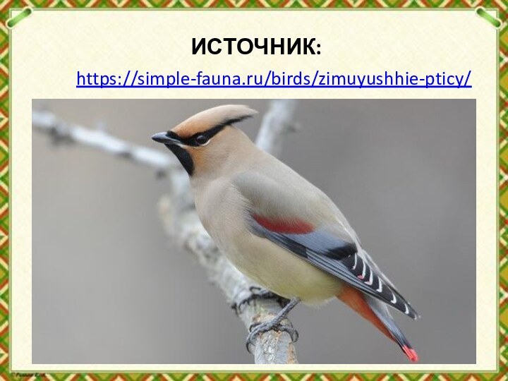 ИСТОЧНИК:https://simple-fauna.ru/birds/zimuyushhie-pticy/