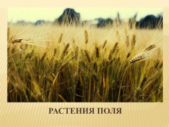 Презентация по теме Растения поля, (7 класс)