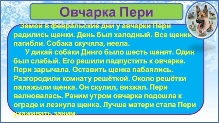 Овчарка Пери    Земой в февральские дни у авчарки Пери