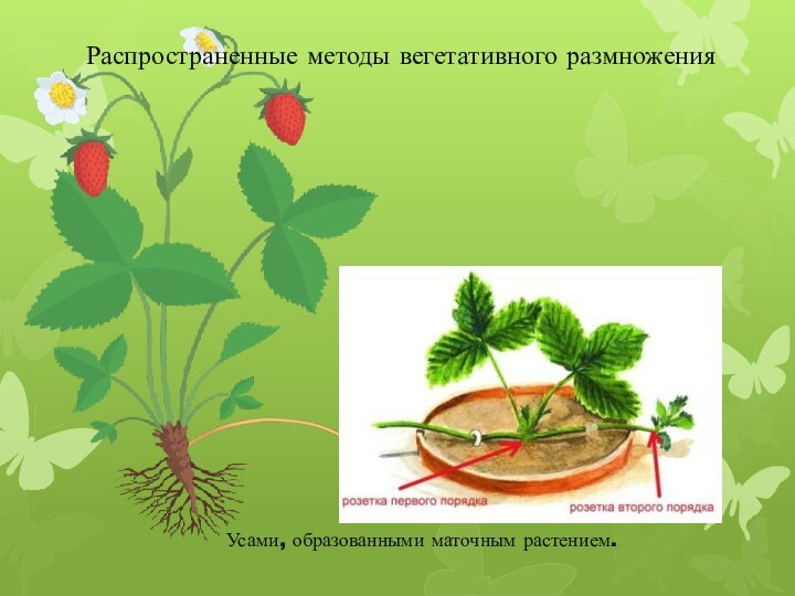 Распространенные методы вегетативного размножения Усами, образованными маточным растением.